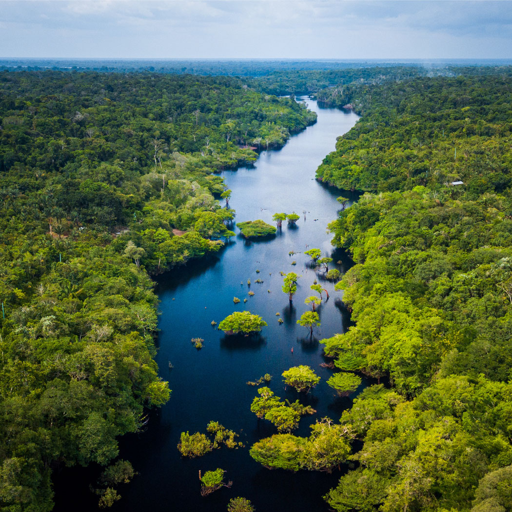 Aerial of a rainforest