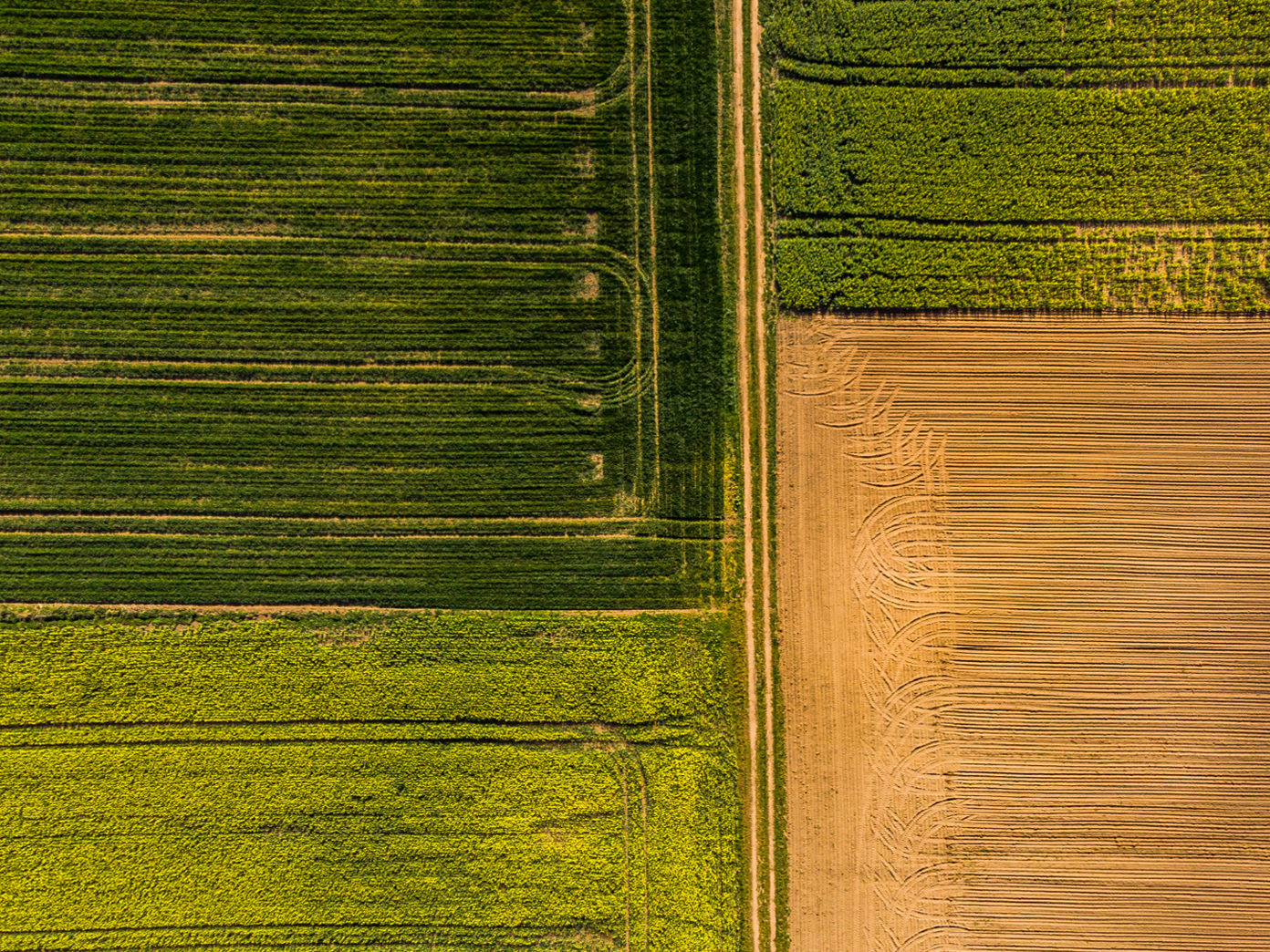 An aerial shot shows a rural landscape divided into four rectangular fields by a dirt road, with two fields of green crops on the left, one field of green crops on the top right, and a field of brown, tilled soil on the bottom right.