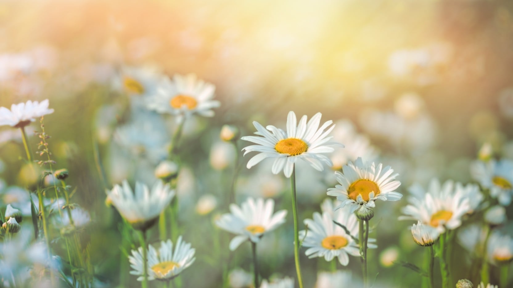 Blomsteräng