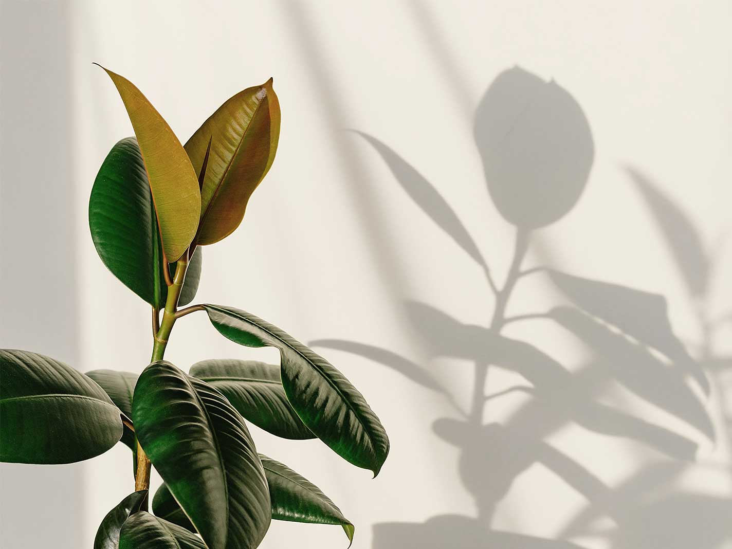Green indoor plant with glossy leaves in soft sunlight, casting a clear shadow on a light wall, calm natural look suitable for interior and office spaces.