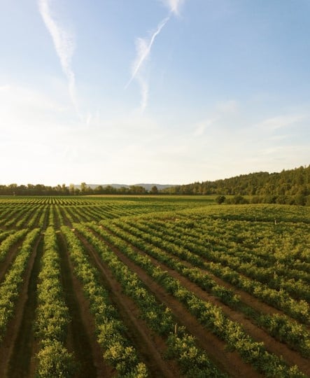 Agribusiness
