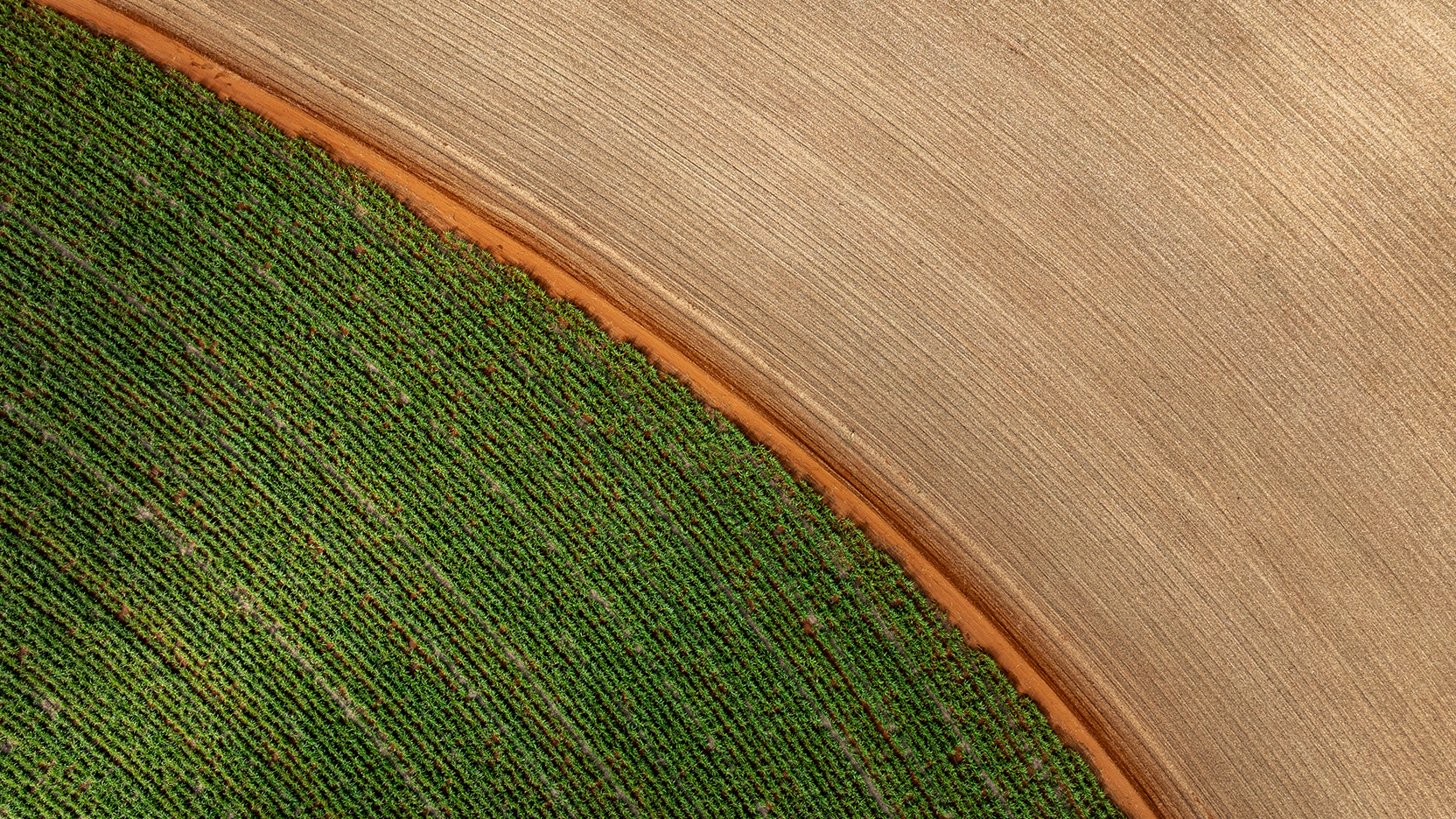 Aerial view of farmland showing a curved dirt road dividing green crops from a harvested field with textured soil patterns. 