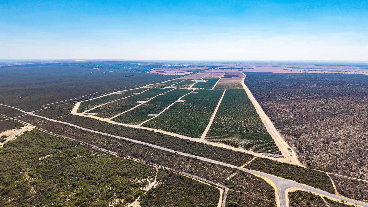 Aerial view of a large orchard development divided into rectangular planting blocks, bordered by sparse bushland and intersected by a network of unsealed roads. 