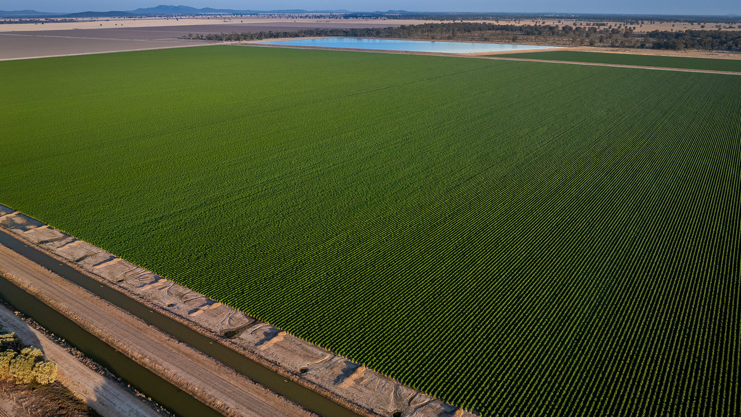 Aerial view of an expansive green crop field with neatly planted rows, irrigation channels, and a water storage dam set within a broad rural farming landscape. 