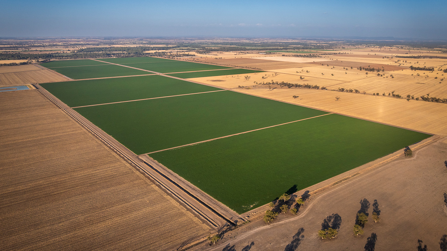 Aerial view of multiple rectangular irrigated crop fields contrasting with surrounding dry farmland, divided by roads and drainage channels across a flat agricultural plain. 