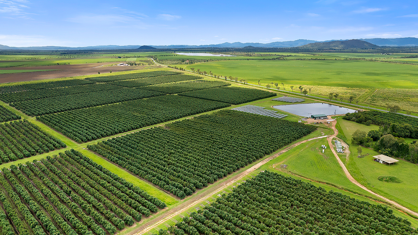 Aerial view of a large, irrigated orchard with neatly planted rows of trees, farm roads, and a water storage dam set within an expansive green agricultural landscape. 