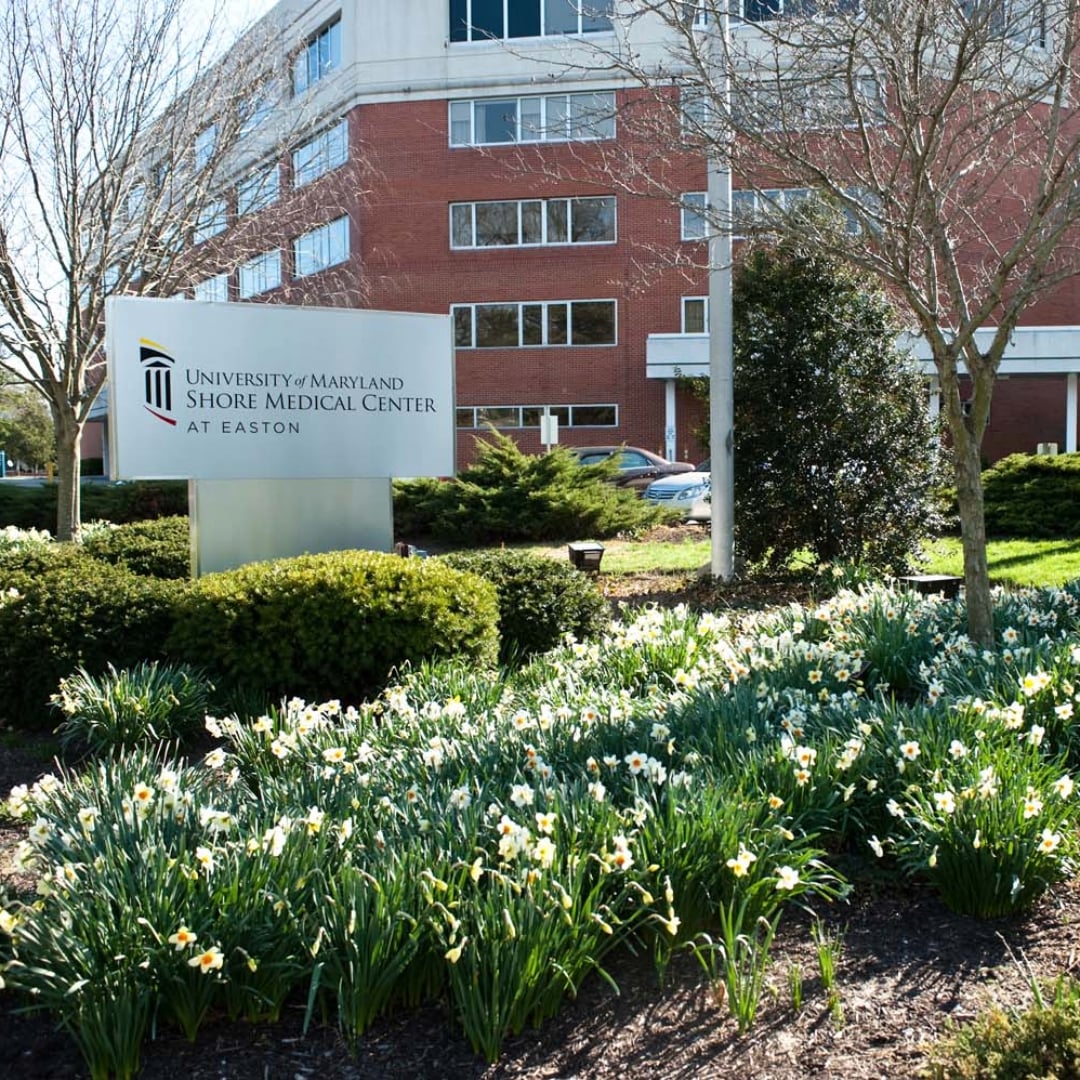 Exterior of University of Maryland Shore Medical Center at Easton, a multi-story brick medical office building with monument sign and spring daffodils.
